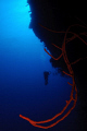 Diver and whip coral on Bloody Bay Wall Little Cayman
D300 10-17mm Tokina 